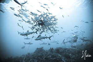 "Circling on the Reef" This image was taken at Ginormous,... by Steven Anderson 